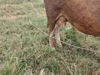 Cow, Cattle — photo 5