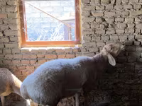 Widder, Arashan sheep — Foto 1