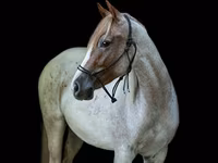 Бие, Quarter Horse — 3-сурет