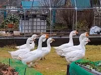 Geese — Foto 3