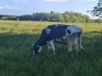 Toro, Ganado vacuno — foto 5