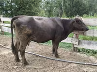 Сиыр, Алатау тұқымы — 1-сурет