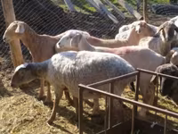 Ram, Sheep — photo 4