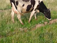 ثور, الماشية — الصورة 3