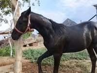 Caballo, Caballos — foto 1