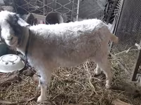 Goat, Goats — photo 3