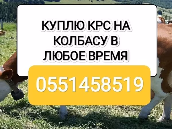 Бұқа, Ірі қара — Қырғызстан