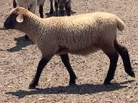 Ram, Hampshire sheep — photo 6