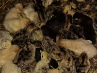 Turkeys — الصورة 3