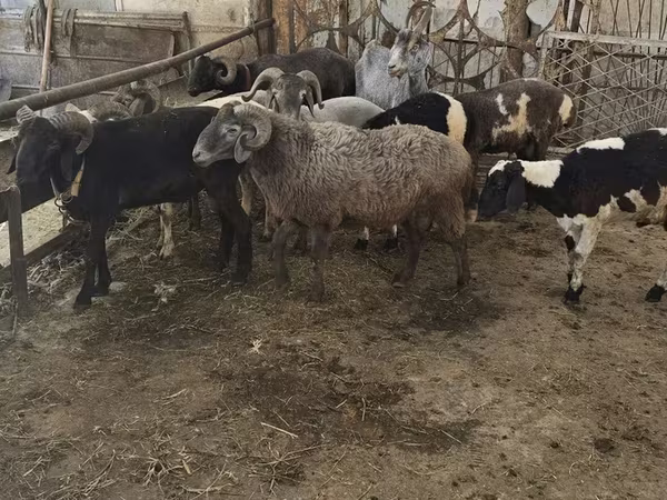 Sheep, Sheep