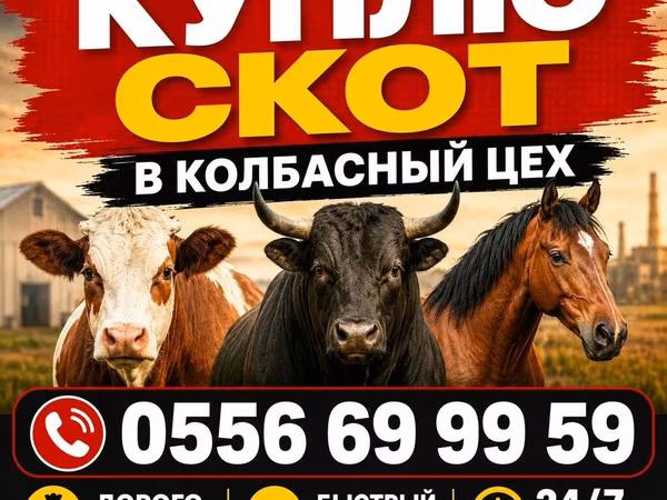 Бұқа, Ірі қара — Қырғызстан
