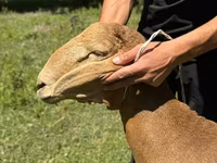 Қошқар, Rhon sheep — 3-сурет