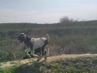 Теке, Nubian Goat — 3-сурет