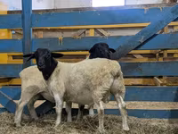Ram, Sheep — photo 2