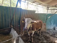 公牛, Simmental cattle — 照片 3