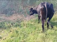 Cow, Cattle — photo 2