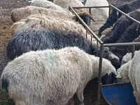 मेढ़ा, Hissar sheep — फ़ोटो 7
