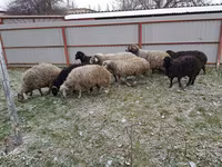 母羊, Sheep — 照片 3