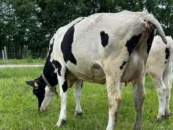Kuh, Holstein-Rasse