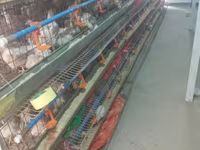 Chickens — photo 2