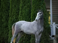 Hengst, Pferde — Foto 1