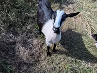 बकरी, LaMancha goats — फ़ोटो 4