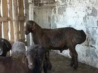 公羊, Hissar sheep — 照片 1