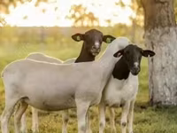 मेढ़ा, Dorper sheep — फ़ोटो 2