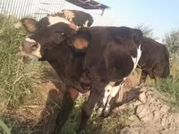 公牛, Holstein breed — 照片 8