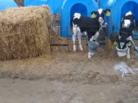 Bull, Holstein breed — photo 1