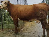 Сиыр, Simmental cattle — 8-сурет