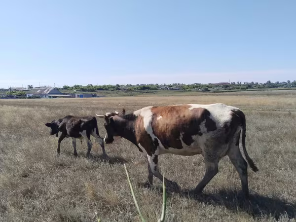 Бұқа, Ірі қара — Қазақстан
