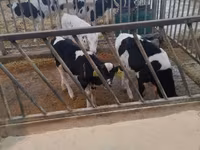 Bull, Cattle — photo 2