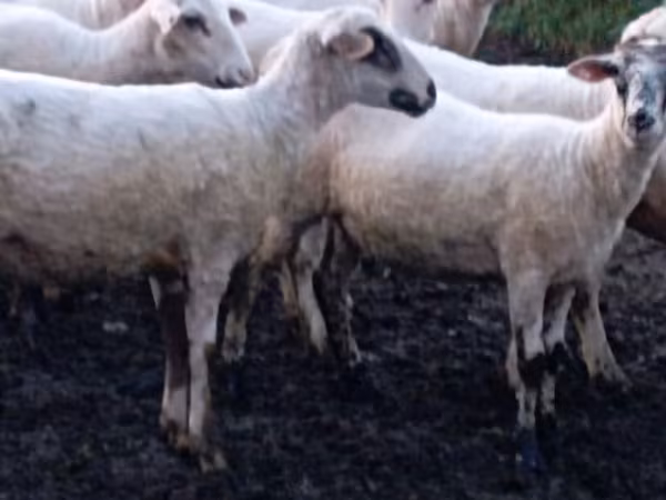 भेड़, Tsigai sheep