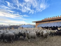 公羊, Kuibyshev sheep — 照片 2