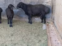 Ram, Hissar sheep — photo 1