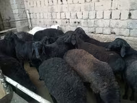 Ram, Rhon sheep — photo 5