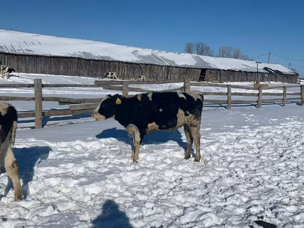 Сиыр, Russian Black pied cattle