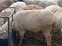 मेढ़ा, Hissar sheep — फ़ोटो 8