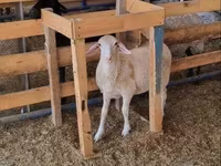Ram, Romanov sheep — photo 4