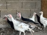 Turkeys — 8-сурет