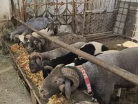 Sheep, Sheep — photo 1