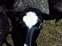 Schaf, Romanov sheep — Foto 2