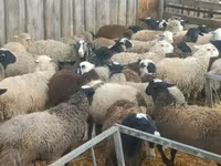كبش, Dorper sheep — الصورة 5