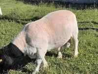 كبش, Dorper sheep — الصورة 2