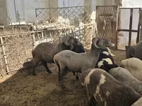 Sheep, Sheep — photo 8