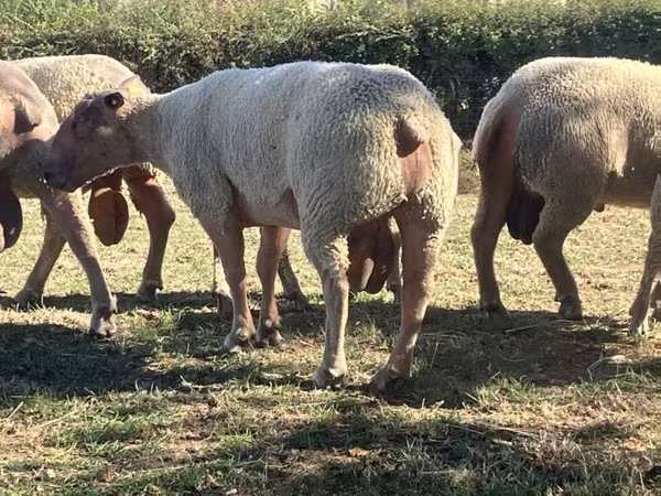 Қошқар, Charollais sheep