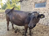 母牛, Swiss cattle — 照片 4
