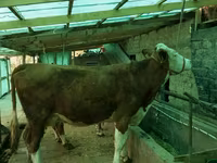 Cow, Simmental cattle — photo 1