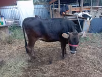 Cow, Swiss cattle — photo 1